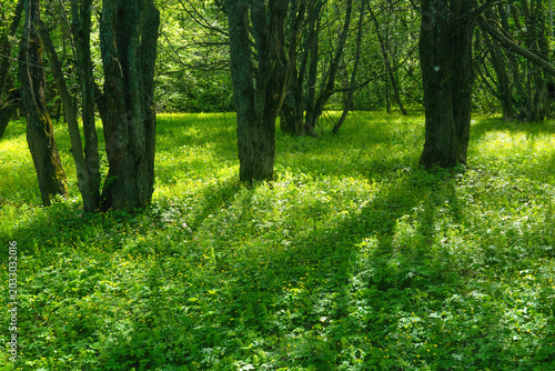 Spring forest with green grass and sunbeams. Nature background.