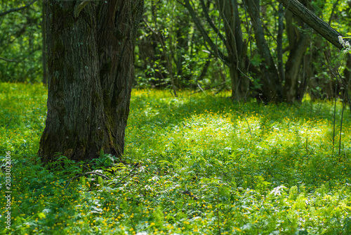 Springtime in the deciduous forest with white flowers and green leaves