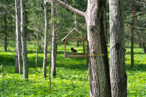 Feeding birds in the forest.