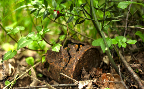 Photos Rusty broken tin can on the ground in a green Croatian forest near abandoned wartime bunkers