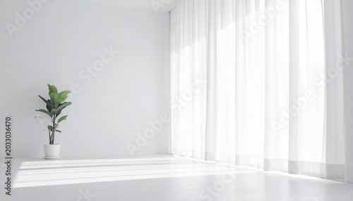 A serene potted plant sits alone in a bright, empty room with sheer curtains.