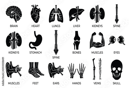 Tableau sur toile Anatomical organs and skeletal system black silhouette vector illustration