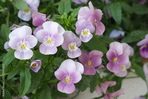 花    花壇    植物    Flowers blooming in the flowerbed　