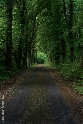 Forest road in Saxon Switzerland, Germany, wet asphalt lane through dense green woodland.