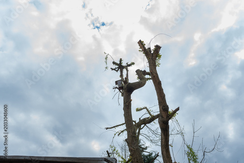 Tableau sur toile Tall pollarded tree trunks with fresh shoots stand against a cloudy blue sky