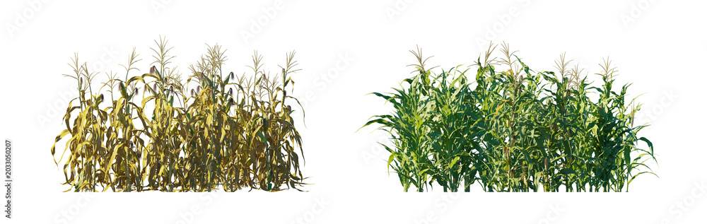 Obraz premium Zea mays big clump (corn clump, maize clump, indian corn) isolated PNG on a transparent background premium nature cutout