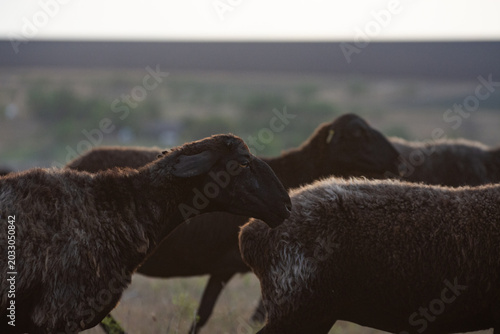 Tableau sur toile Portrait of a hornless sheep with black wool, front view