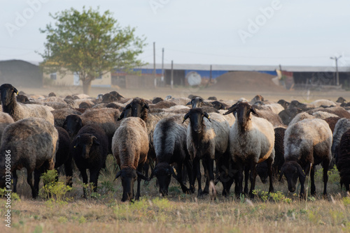 Tablou pe pânză Herd of Astrakhan sheep on a pasture in the steppe of Ukraine