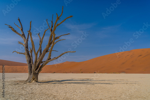 Alte Kameldornbäume im Dead Vlei