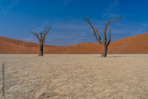 Alte Kameldornbäume im Dead Vlei