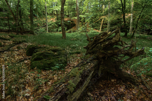 Fallen tree trunk in forest of Saxon Switzerland, Germany, mossy woodland scene with leaf litter and green grass.