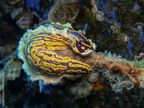 Obraz na plátně Nudibranch Felimare picta