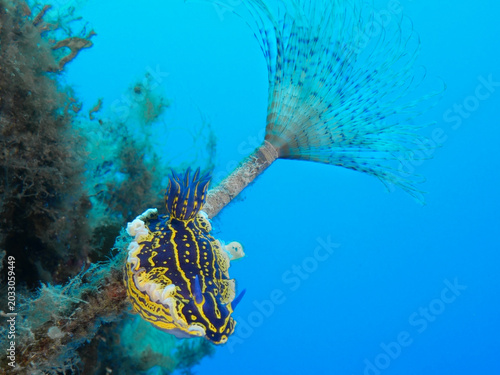 Foto Nudibranch Felimare picta