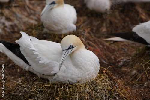 Foto Northern Gannets Nesting Along Rocky Coast