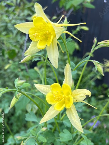 yellow Columbine flowers in a xeriscape garden, close up