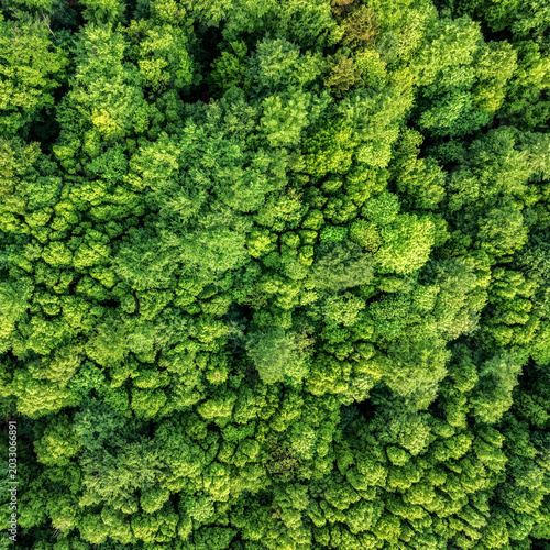 Abstract aerial texture of dense green forest canopy captured from drone above wilderness