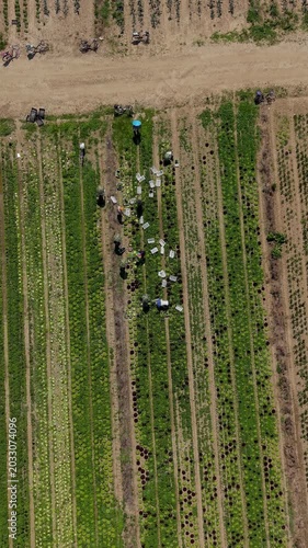 Aerial View of Agricultural Field: An aerial perspective showcases rows of crops being tended by workers in a vast agricultural landscape under a clear sky.