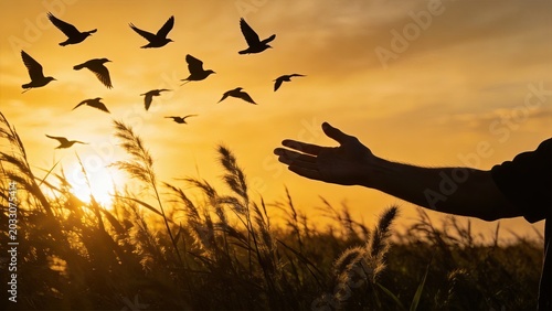 Silhouette of hand reaching towards flock of birds flying over field at golden sunset, freedom and nature concept