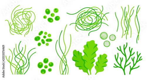 Fotografie Green seaweed and algae vector illustration on a white background