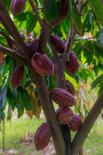 Ripe Cocoa Pods Growing on Cacao Tree