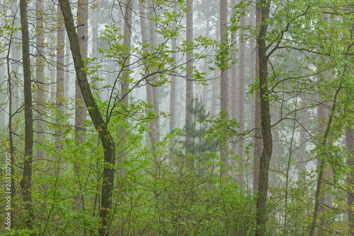 Принти на полотні Landscape of spring woodland in fog, Kellogg Forest, Michigan, USA