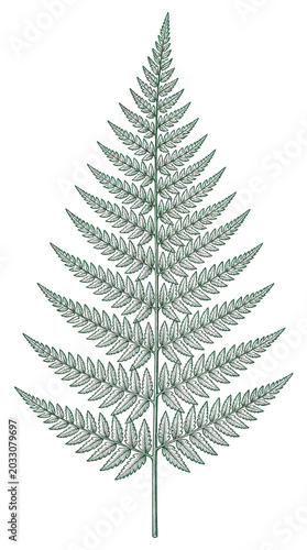 Detailed studio lit vector illustration of a botanical fern leaf, featuring intricate foliage patterns in a vertical portrait orientation ideal for natural and elegant design projects.