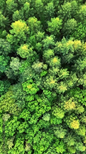 Vertical Aerial Top Down View of Green and Yellow Forest Treetops