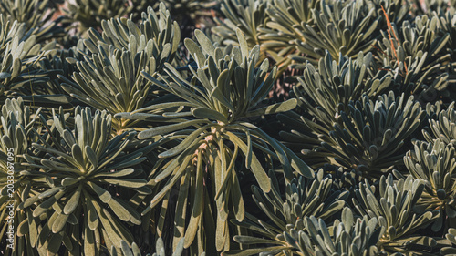 sea urchin on the shore