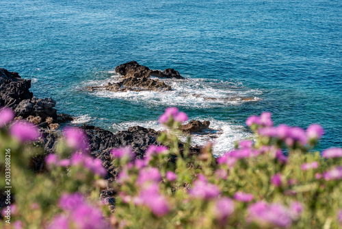 Summer landscape with pink flowers and the blue Mediterranean sea