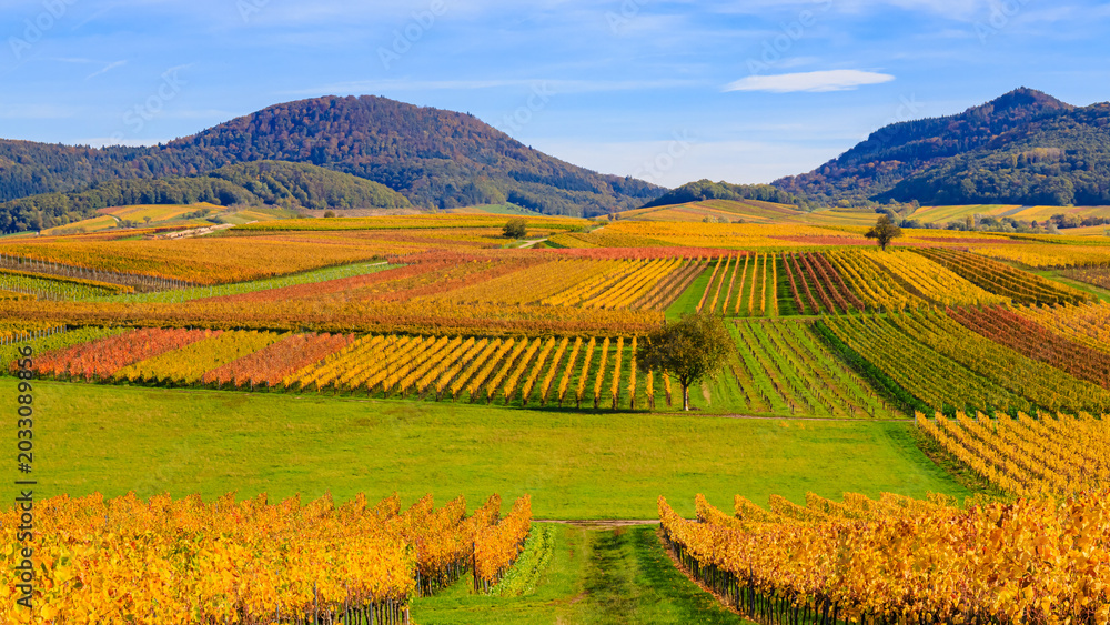 Fototapeta premium Vineyards in autumn with colorful leaves across rolling hills under a clear sky