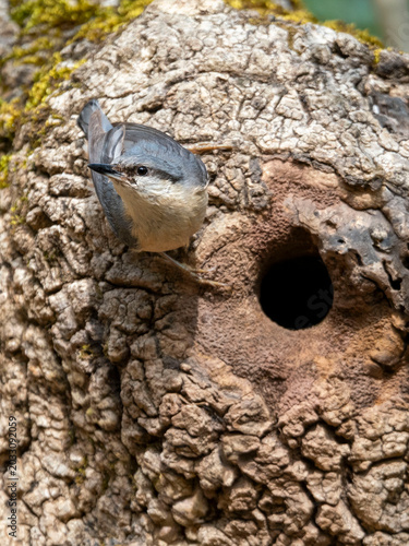 Eurasian nuthatch Sitta europaea on a tree trunk next to its nest hole. Small passerine bird with grey plumage and ochre belly in its natural forest habitat. Wildlife bird photography.