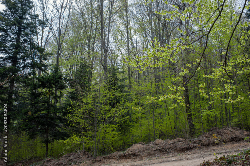 Fototapeta premium Beautiful scenery of deciduous and coniferous trees in early spring woodland