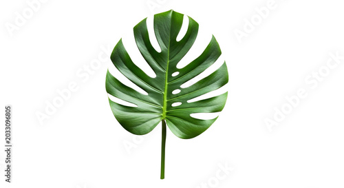 Intricate monstera leaf silhouette with detailed veining against dark background, green venation texture
