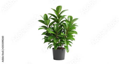 Lush green houseplant in black pot with textured background, pattern leaves foliage