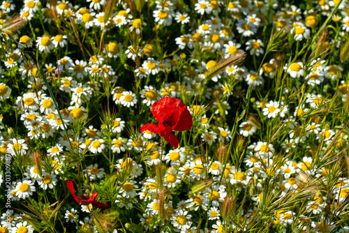 Una amapola de color rojo entre margaritas blancas.