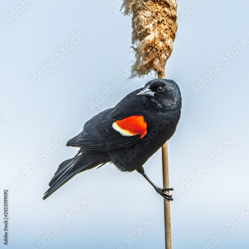 A male red-winged blackbird, Agelaius phoeniceus, perched on a cattail in Grand Haven, Michigan