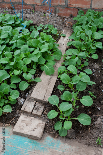 Cabbage seedlings grown in organic soil.