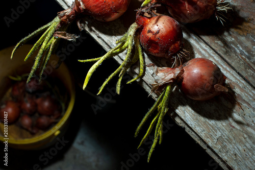 Onions with heavy infestation of Aspergillus niger, a fungal disease that is most often the result of improper storage in warm, humid conditions.