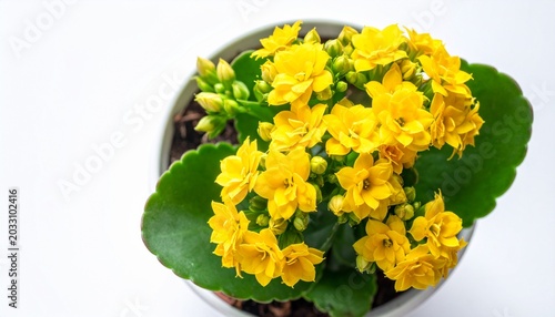 Close-up view of a vibrant potted plant featuring abundant small yellow flowers and lush green leaves, radiating freshness