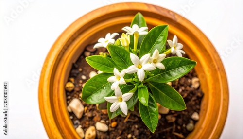 Close-up overhead view of a small potted plant with delicate white flowers and green leaves