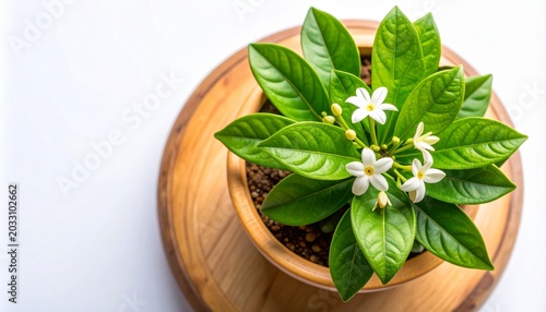 Beautiful potted plant with white star-shaped flowers and vibrant green leaves
