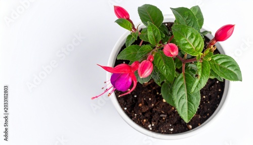 Vibrant Fuchsia Plant with Pink and Purple Flowers in a White Pot Against a Clean Background
