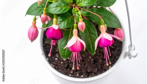 Vibrant pink and magenta fuchsia flowers bloom beautifully in a hanging white pot, showcasing their elegant, delicate petals and green foliage against a bright background
