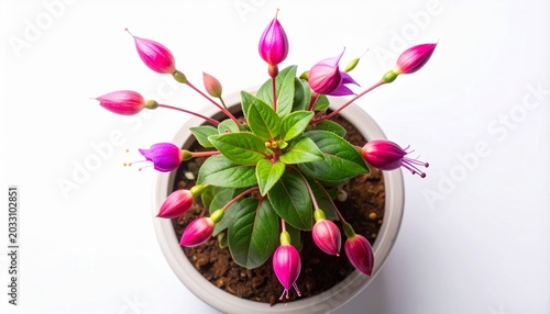 Beautiful Fuchsia Plant with Pink and Purple Flowers in a Pot