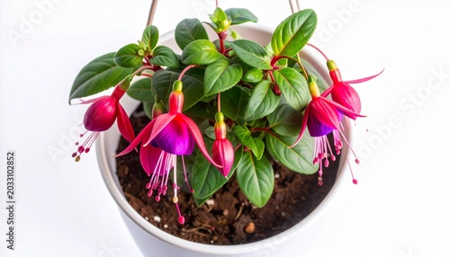 Vibrant Fuchsia Plant with Drooping Pink and Purple Flowers in a White Pot