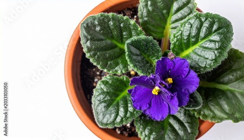 Close-up shot of a beautiful potted African violet plant with vibrant purple flowers