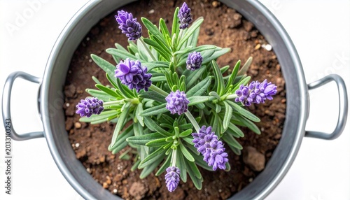 Vibrant Potted Lavender Plant Displaying Beautiful Purple Blooms and Lush Green Foliage in a Rustic Metal Container