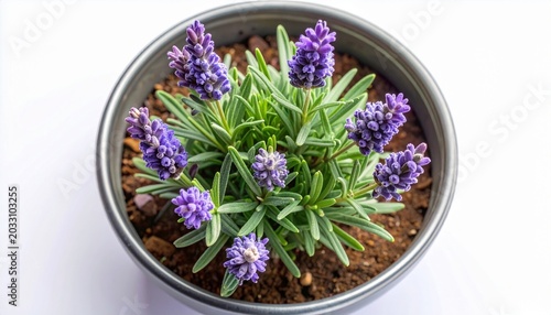 Vibrant Potted Purple Flower Plant with Lush Green Leaves, Bringing a Touch of Natural Beauty Indoors