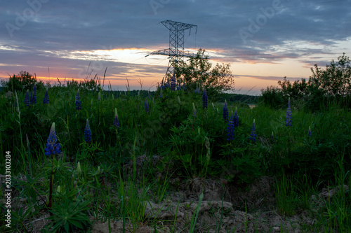 High-voltage electricity and sunset over a meadow with lupine flowers. Energy infrastructure.