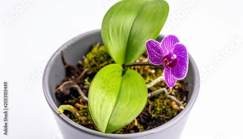 A delicate purple orchid bloom with green leaves in a simple grey pot against a bright white background
